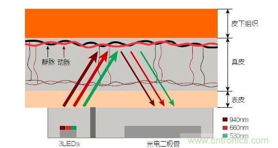 反射光脈搏測量原理。傳感器發(fā)出的光透過皮膚和組織，一部分被吸收，一部分被反射回檢測器。因為動脈中的血流量隨心臟的每次跳動會有所變化，因此光線被吸收的量以及檢測器收到的信號強度也會隨之發(fā)生改變。綠光可以在手腕處提供最佳結(jié)果，而紅光和紅外光一般用于手指測量。 8